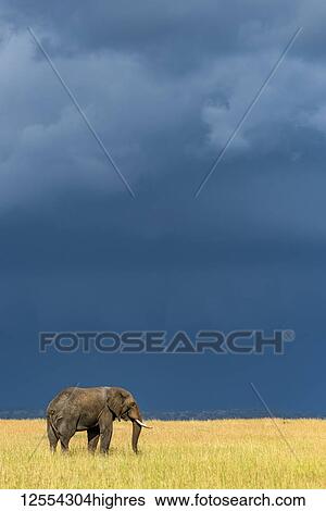 Stock Photograph - African bush elephant (Loxodonta africana) stands in grass beneath dark clouds, Serengeti National Park; Tanzania. Fotosearch