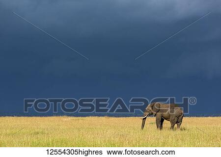 Stock Photograph - African bush elephant (Loxodonta africana) stands in grass beneath dark clouds, Serengeti National Park; Tanzania. Fotosearch