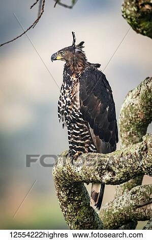 African crowned eagle (Stephanoaetus coronatus) perches on tree branch, Serengeti National Park; Tanzania View Large Photo Image Stock Photograph - African crowned eagle (Stephanoaetus coronatus) perches on tree branch, Serengeti National Park; Tanzania. Fotosearch