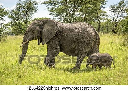 Stock Photograph - African elephant (Loxodonta africana) and calf walk through clearing, Serengeti National Park; Tanzania. Fotosearch