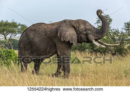 Stock Photograph - African elephant (Loxodonta africana) lifts trunk while eating grass, Serengeti National Park; Tanzania. Fotosearch