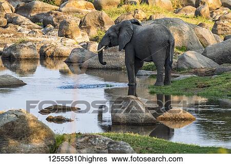 Stock Photograph - African Elephant (Loxodonta africana) with partial reflection drinks from a quiet pool in the Ruaha River in Ruaha National Park; Tanzania. Fotosearch
