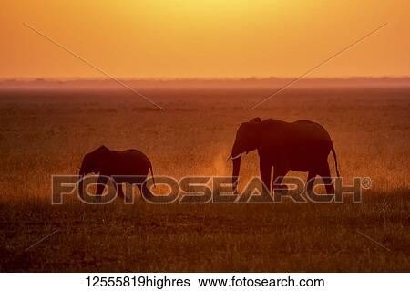 African Elephant (Loxodonta africana) cow and calf kicking up dust while walking through grassy plains, backlit by setting sun, Katavi National Park; Tanzania View Large Photo Image Stock Photograph - African Elephant (Loxodonta africana) cow and calf kicking up dust while walking through grassy plains, backlit by setting sun, Katavi National Park; Tanzania. Fotosearch