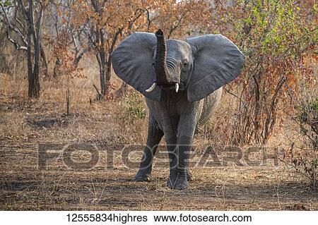 African Elephant (Loxodonta africana) with raised trunk and ears spread wide in Ruaha National Park; Tanzania View Large Photo Image Stock Photograph - African Elephant (Loxodonta africana) with raised trunk and ears spread wide in Ruaha National Park; Tanzania. Fotosearch