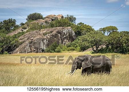 African elephant (Loxodonta africana) walks past kopje in grass, Serengeti; Tanzania View Large Photo Image Stock Photograph - African elephant (Loxodonta africana) walks past kopje in grass, Serengeti; Tanzania. Fotosearch