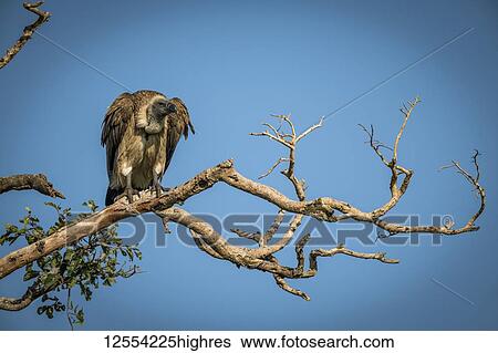 Stock Photograph - African white-backed vulture (Gyps africanus) looking down from branch, Serengeti National Park; Tanzania. Fotosearch