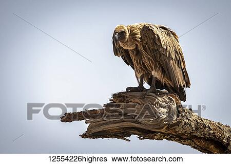 Stock Photograph - African white-backed vulture (Gyps africanus) looking down from a dead branch, Serengeti National Park; Tanzania. Fotosearch