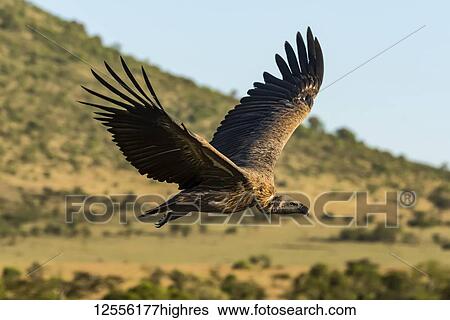 African white-backed vulture (Gyps africanus) flying over grassy hillside, Serengeti; Tanzania View Large Photo Image Stock Photograph - African white-backed vulture (Gyps africanus) flying over grassy hillside, Serengeti; Tanzania. Fotosearch