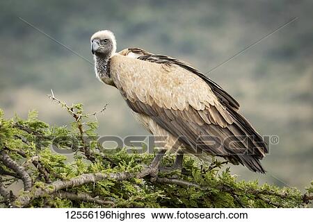 Stock Photograph - African white-backed vulture (Gyps africanus) atop tree looking down, Serengeti; Tanzania. Fotosearch