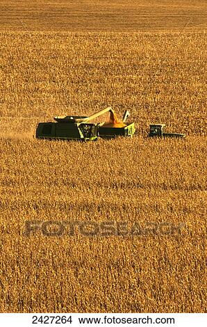 Picture - Agriculture - A combine harvests grain corn and unloads the corn into a grain wagon. Fotosearch