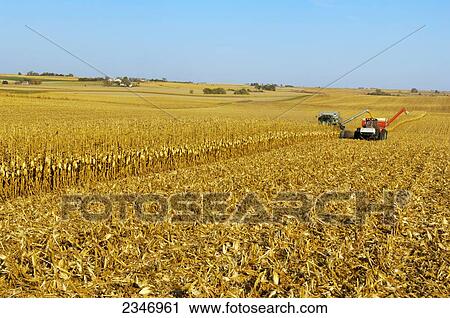 Stock Image - Agriculture - A combine harvests grain corn in Autumn and augers the corn into a grain cart on-the-go / Iowa, USA.. Fotosearch