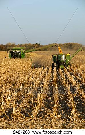 Stock Photo - Agriculture - A combine harvests grain corn and unloads the corn into a grain wagon. Fotosearch
