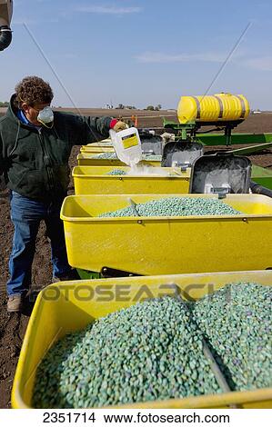 Agriculture - A farmer prepares for corn planting operations by adding talc powder to the corn seeds in has planter hoppers. The talc improves the seed flow performance of the seed planter, thus increasing crop yields / Minnesota, USA. View Large Photo Image Picture - Agriculture - A farmer prepares for corn planting operations by adding talc powder to the corn seeds in has planter hoppers. The talc improves the seed flow performance of the seed planter, thus increasing crop yields / Minnesota, USA.. Fotosearch