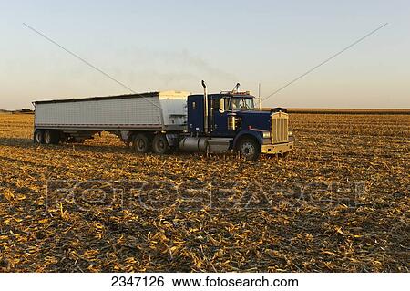 Stock Photograph - Agriculture - A grain truck loaded with freshly harvested grain corn leaves the field headed for a grain storage elevator / Central Iowa, USA.. Fotosearch