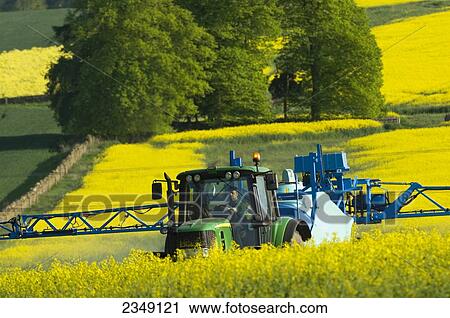 Agriculture - A John Deere tractor pulling a trailing sprayer applies herbicide to a field of blooming canola (rape seed) / near Penrith, England, United Kingdom. View Large Photo Image Stock Image - Agriculture - A John Deere tractor pulling a trailing sprayer applies herbicide to a field of blooming canola (rape seed) / near Penrith, England, United Kingdom.. Fotosearch