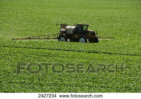 Picture - Agriculture - A RoGator spraying an early growth grain corn field / near Truman, Minnesota, USA.. Fotosearch