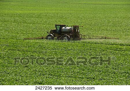 Stock Photography - Agriculture - A RoGator spraying an early growth grain corn field / near Truman, Minnesota, USA.. Fotosearch