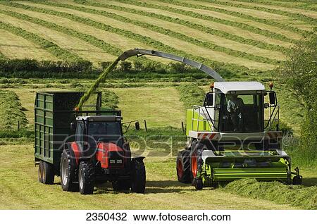 Agriculture - A self propelled forage harvester harvests hay silage into a silage wagon / Cumbria, England, United Kingdom. View Large Photo Image Stock Image - Agriculture - A self propelled forage harvester harvests hay silage into a silage wagon / Cumbria, England, United Kingdom.. Fotosearch