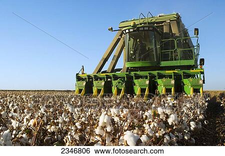 Stock Photograph - Agriculture - A six row John Deere picker harvests mature Pima cotton in late afternoon light / San Joaquin Valley, California, USA.. Fotosearch