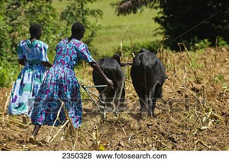Agriculture - African women driving a team of oxen tilling a field for planting new crops / Mbale, Uganda, Africa. View Large Photo Image Stock Photo - Agriculture - African women driving a team of oxen tilling a field for planting new crops / Mbale, Uganda, Africa.. Fotosearch