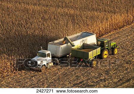 Stock Image - Agriculture - Along the edge of a mature grain corn field a grain cart unloads harvested corn into a grain truck for transport to an elevator / near Blue Earth, Minnesota, USA.. Fotosearch