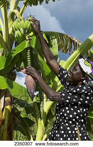 Stock Photo - Agriculture - An African woman inspects her banana crop / Kenya, Africa.. Fotosearch