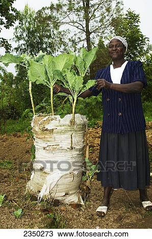 Stock Image - Agriculture - An African woman stands in her bag garden with Kale plants growing out of a bag designed to minimize erosion and retain water / Kenya, Africa.. Fotosearch