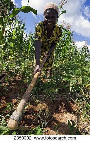 Stock Image - Agriculture - An African woman cultivating soil with large hoe in a field of corn and beans / Kenya, Africa.. Fotosearch