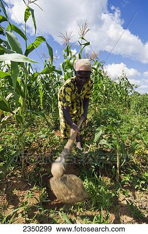Stock Photo - Agriculture - An African woman cultivating soil with large hoe in a field of corn and beans / Kenya, Africa.. Fotosearch