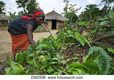 Agriculture - An African woman harvesting cabbages with a hoe from a garden in her village / Mbale, Uganda, Africa. View Large Photo Image Stock Photograph - Agriculture - An African woman harvesting cabbages with a hoe from a garden in her village / Mbale, Uganda, Africa.. Fotosearch