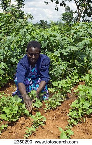 Stock Image - Agriculture - An African woman tending young sweet potato crops in the field / Kenya, Africa.. Fotosearch