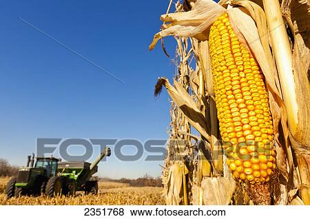 Agriculture - Ear of mature harvest stage grain corn on the stalk with the husk pulled back exposing the kernels with a tractor and grain wagon in the background / near Nerstrand, Minnesota, USA. View Large Photo Image Stock Photo - Agriculture - Ear of mature harvest stage grain corn on the stalk with the husk pulled back exposing the kernels with a tractor and grain wagon in the background / near Nerstrand, Minnesota, USA.. Fotosearch