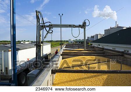 Picture - Agriculture - Ethanol production plant. Grain corn trucks being weighed and quality samples taken by mechanical probe / Iowa, USA.. Fotosearch