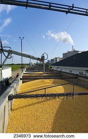 Stock Image - Agriculture - Ethanol production plant. Grain corn trucks being weighed and quality samples taken by mechanical probe / Iowa, USA.. Fotosearch