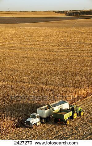 Agriculture - Expansive view of mature harvest ready grain corn fields with a grain cart unloading harvested corn into a grain truck for transport to an elevator / near Blue Earth, Minnesota, USA. View Large Photo Image Stock Image - Agriculture - Expansive view of mature harvest ready grain corn fields with a grain cart unloading harvested corn into a grain truck for transport to an elevator / near Blue Earth, Minnesota, USA.. Fotosearch
