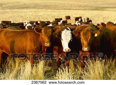 Agriculture - Hereford, Red Angus and Crossbred heifers on an Autumn rangeland pasture / Southern Alberta, Canada. View Large Photo Image Stock Image - Agriculture - Hereford, Red Angus and Crossbred heifers on an Autumn rangeland pasture / Southern Alberta, Canada.. Fotosearch