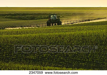 Agriculture - Post-emergent herbicide being applied to an early growth grain corn field by a John Deere sprayer in late afternoon light / Iowa, USA. View Large Photo Image Stock Photo - Agriculture - Post-emergent herbicide being applied to an early growth grain corn field by a John Deere sprayer in late afternoon light / Iowa, USA.. Fotosearch
