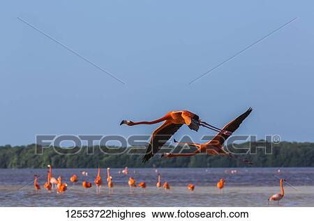 American Flamingos (Phoenicopterus ruber) standing in water with two birds taking flight in the foreground, Celestun Biosphere Reserve; Celestun, Yucatan, Mexico View Large Photo Image Stock Photograph - American Flamingos (Phoenicopterus ruber) standing in water with two birds taking flight in the foreground, Celestun Biosphere Reserve; Celestun, Yucatan, Mexico. Fotosearch
