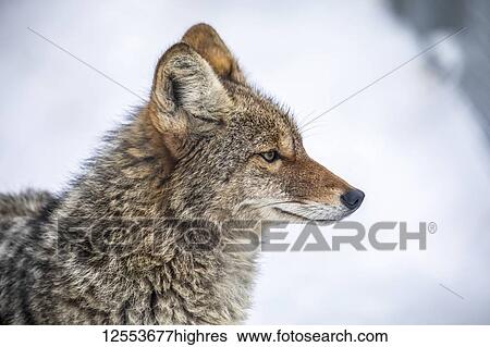 Stock Photograph - An adult Coyote (Canis latrans) portrait, captive in the Alaska Wildlife Conservation Center in winter; Portage, Alaska, United States of America. Fotosearch