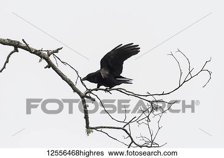 An American Crow (Corvus brachyrhynchos) collects nesting material; Astoria, Oregon, United States of America View Large Photo Image Stock Photograph - An American Crow (Corvus brachyrhynchos) collects nesting material; Astoria, Oregon, United States of America. Fotosearch