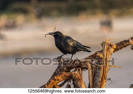 Stock Photograph - An American Crow (Corvus brachyrhynchos) collects nesting material at the beach; Cannon Beach, Oregon, United States of America. Fotosearch