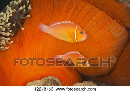 Anemonefish, Amphiprion perideraion, and the anemone, Heteractis magnifica, with deposited eggs at the base of the anemone, just visible at the bottom of the frame; Yap, Micronesia View Large Photo Image Stock Image - Anemonefish, Amphiprion perideraion, and the anemone, Heteractis magnifica, with deposited eggs at the base of the anemone, just visible at the bottom of the frame; Yap, Micronesia. Fotosearch