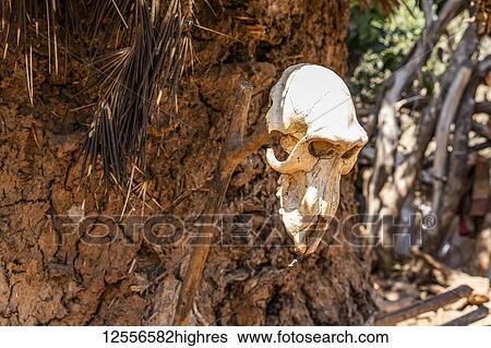 Stock Photograph - Animal skulls on a mud hut; Karat-Konso, Ethiopia. Fotosearch