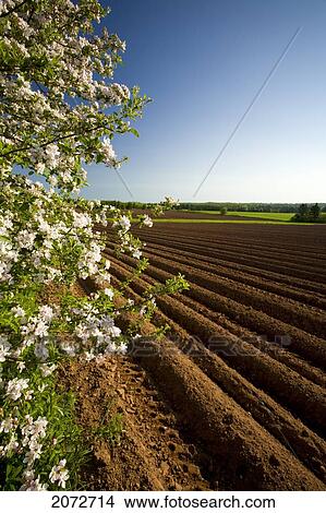 Apple Blossoms And Potato Field, Westmoreland, Prince Edward Island View Large Photo Image Picture - Apple Blossoms And Potato Field, Westmoreland, Prince Edward Island. Fotosearch
