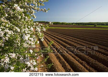 Stock Photography - Apple Blossoms And Potato Field, Westmoreland, Prince Edward Island. Fotosearch