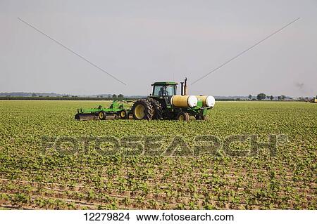 Picture - Applying glyphosate herbicide over the top of Roundup ready cotton in the approximate 6 leaf stage, Conventional tillage system; England, Arkansas, United States of America. Fotosearch