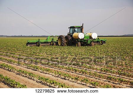 Applying glyphosate herbicide over the top of Roundup ready cotton in the approximate 6 leaf stage, Conventional tillage system; England, Arkansas, United States of America View Large Photo Image Stock Photography - Applying glyphosate herbicide over the top of Roundup ready cotton in the approximate 6 leaf stage, Conventional tillage system; England, Arkansas, United States of America. Fotosearch