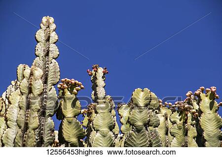 Stock Photograph - Arborescent cacti; Dugem, Tigray Region, Ethiopia. Fotosearch