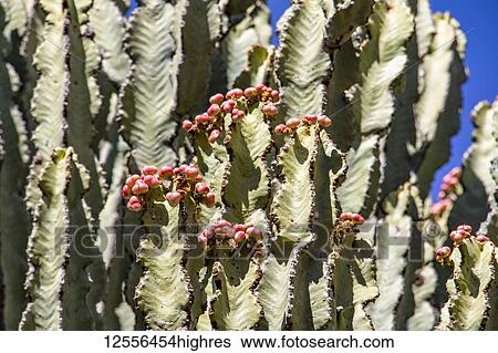 Stock Photograph - Arborescent cacti; Dugem, Tigray Region, Ethiopia. Fotosearch