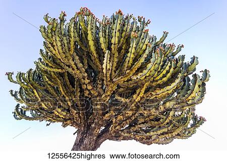 Stock Photograph - Arborescent cactus; Axum, Tigray Region, Ethiopia. Fotosearch